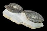 Two Devonian Ammonites (Anetoceras) Fossils - Tazarine, Morocco #146921-4